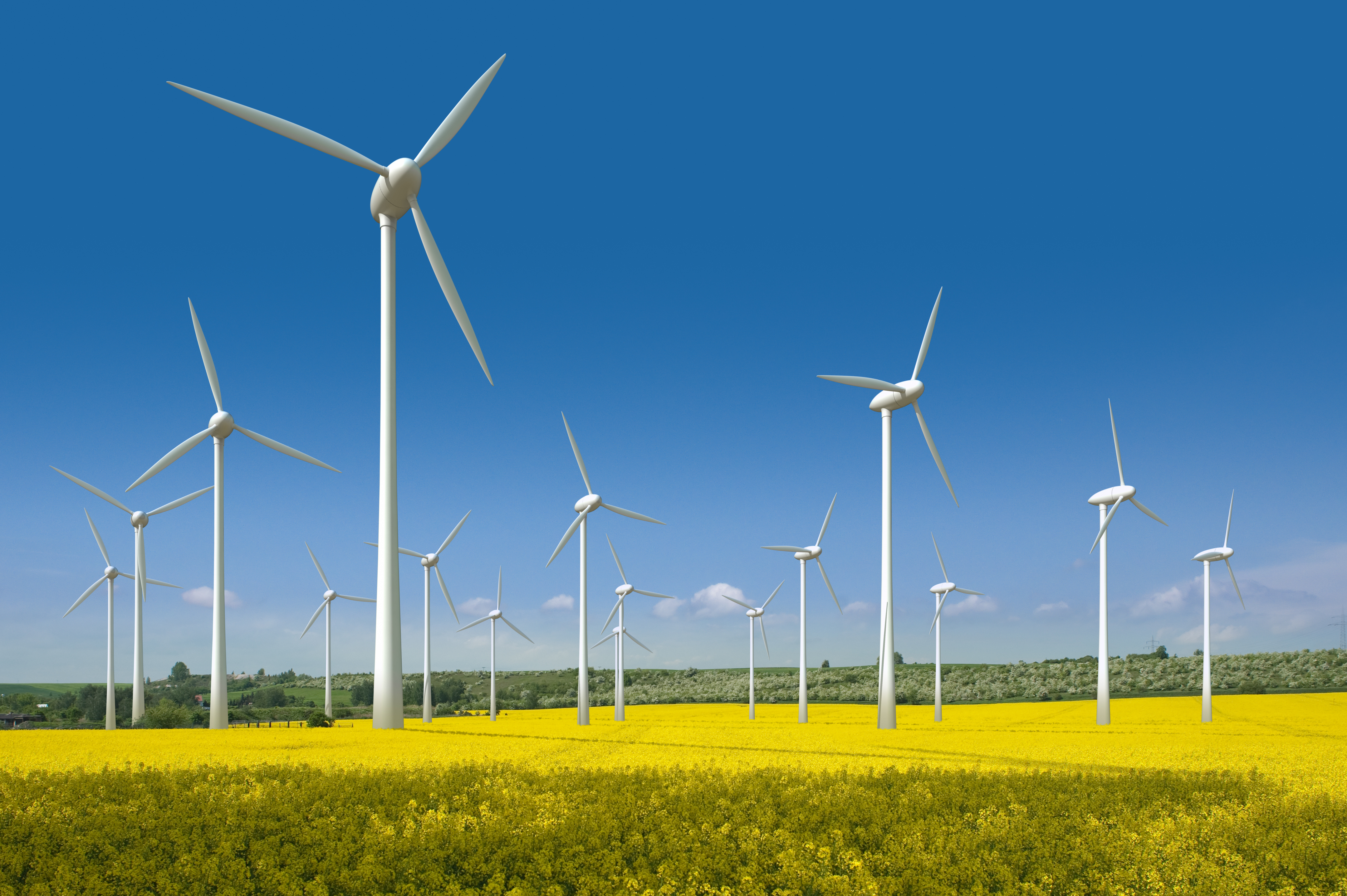 Windräder stehen in einem gelben Rapsfeld. Der Himmel ist blau.