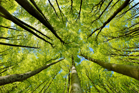 Der Blick in einen Wald von unten nach oben in die Baumspitzen.